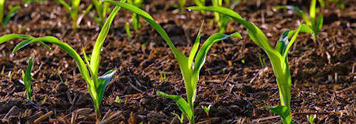 Soil Health in the Fields